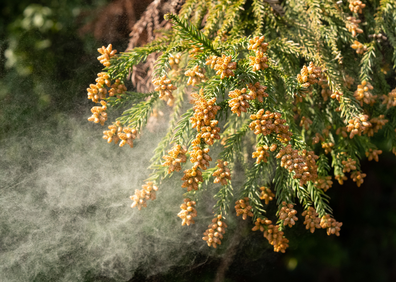 花粉が引き起こす肌荒れと、その対策